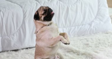 Mutlu köpek pug cins gülümseme ve yatak odasında oynamak çok rahat ve ralax, sağlıklı safkan köpek