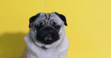 Sevimli köpek pug cinsi kızgın surat ve sarı arka planda ciddi yüz, Mutlu köpek gülüşü Yaza hazır Pug Saf Köpek Konsepti