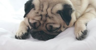 Şirin köpek yavrusu beyaz yatakta, beyaz yatakta uzanıyor komik bir yüzle gülüyor ve sabah uyandıktan sonra çok mutlu oluyor sağlıklı safkan köpek konsepti.