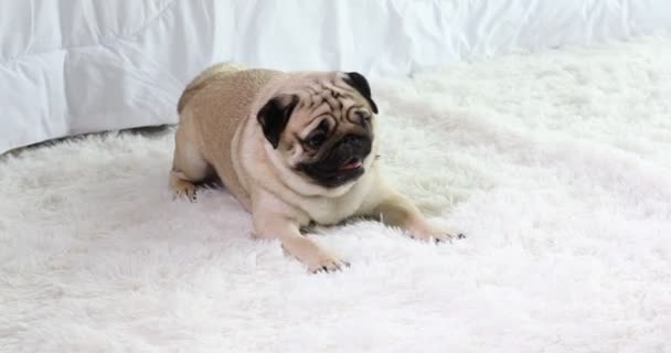 Enojado Perro Pug Crianza Arco Corteza Casa Sensación Tan Enojado — Vídeo de stock