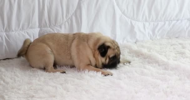 Arg Hund Pug Ras Båge Och Bark Hemmet Känsla Arg — Stockvideo