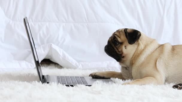 Drăguț Câine Rasa Pug Situată Zâmbetul Sol Căutarea Ecranul Laptopului — Videoclip de stoc