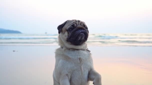 Raça Cão Pug Feliz Sentado Praia Sentindo Tão Felicidade Diversão — Vídeo de Stock