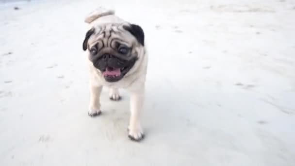 Felice Cane Carlino Razza Esecuzione Sulla Spiaggia Sensazione Felicità Vacanze — Video Stock