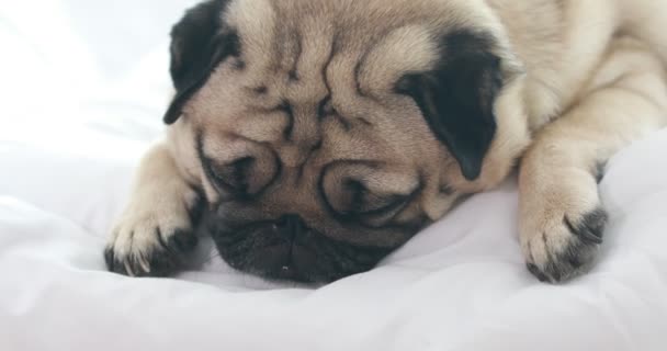 Lindo Perro Pug Crianza Acostado Manta Cama Blanca Sonrisa Dormitorio — Vídeo de stock