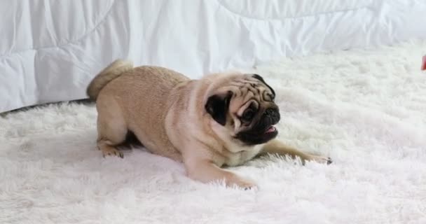 Supărat Câine Pug Rasa Arc Latră Casă Senzație Atât Furios — Videoclip de stoc