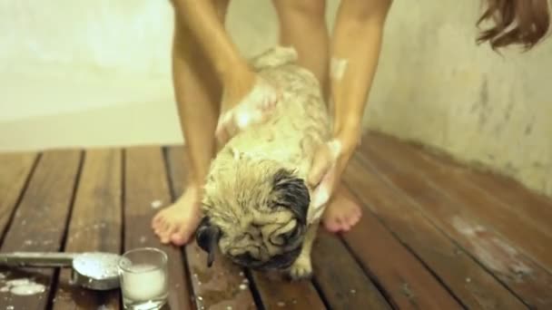 Γυναίκα Πλύσιμο Χαριτωμένο Σκυλί Pug Λαμβάνοντας Αφρόλουτρο Για Τον Καθαρισμό — Αρχείο Βίντεο