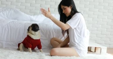 Güzel Asyalı genç bir kadın köpeğiyle oynuyor ve köpek pug cinsiyle gülümsüyor. Yatak odasında komik ve ciddi bir yüze bakıyor. Mutluluk ve rahatlama hissediyor.