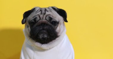 Sevimli köpek pug cinsi kızgın surat ve sarı arka planda ciddi yüz, Mutlu köpek gülüşü Yaza hazır Pug Saf Köpek Konsepti