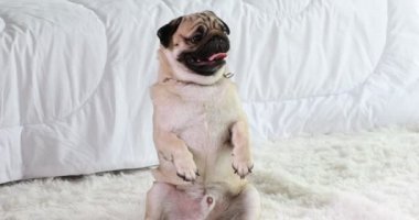 Mutlu köpek pug cins gülümseme ve yatak odasında oynamak çok rahat ve ralax, sağlıklı safkan köpek