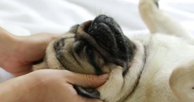 Kadın vücut masajı ve köpek pug cinsine yüz masajı. Çok rahat ve rahatlamış hissediyorlar. Köpek uyuyor ve sahibinin yanında dinleniyorlar.