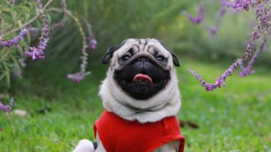 Mutlu köpek pug güler Bahçedeki yeşil çimlerin üzerinde komik bir yüz, Safkan pug köpek sağlıklı konsept