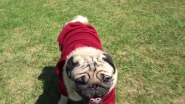 Yavru Pug köpeğinin yeşil çimlerin üzerinde koşması çok eğlenceli ve eğlenceli.