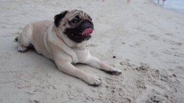 Kumsalda uzanan mutlu köpek yavrusu sahilde çok mutlu ve eğlenceli tatiller, köpek tatilleri