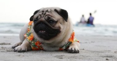 Mutlu köpek pug cins Aloha tişörtleri giyerek sahilde mutlu ve eğlenceli tatiller, köpek tatilleri konsepti 