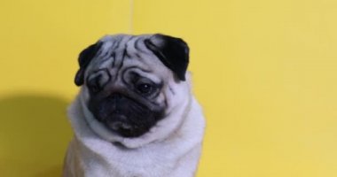 Sevimli köpek pug cinsi kızgın surat ve sarı arka planda ciddi yüz, Mutlu köpek gülüşü Yaza hazır Pug Saf Köpek Konsepti