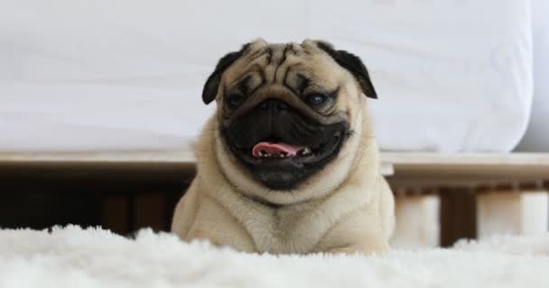 Feliz Perro Pug Crianza Sonrisa Acostado Dormitorio Sintiéndose Tan Cómodo — Vídeos de Stock