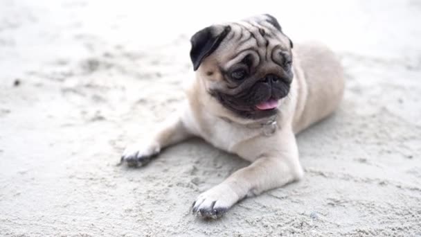 Lycklig Hund Pug Ras Liggande Stranden Känsla Lycka Och Roliga — Stockvideo