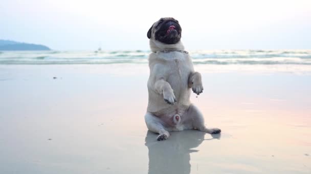 개코원숭이는 해변에 행복하고 즐거운 휴가를 보내고 — 비디오