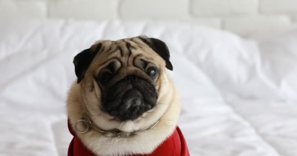 Feliz Perro Pug Crianza Sonrisa Acostado Dormitorio Sintiéndose Tan Cómodo — Vídeos de Stock