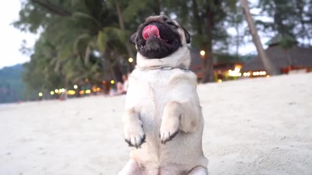 Felice Cane Carlino Razza Seduta Sulla Spiaggia Sensazione Così Felicità — Video Stock