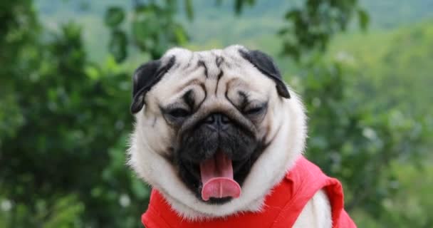 Ευτυχισμένο Σκυλί Pug Χαμόγελο Φυλή Αστείο Πρόσωπο Στο Πράσινο Γρασίδι — Αρχείο Βίντεο