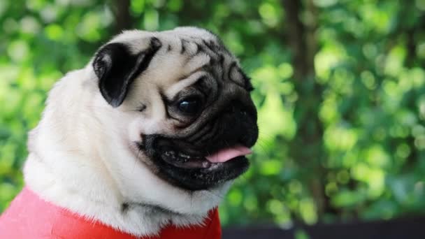 Ευτυχισμένο Σκυλί Pug Χαμόγελο Φυλή Αστείο Πρόσωπο Στο Πράσινο Γρασίδι — Αρχείο Βίντεο