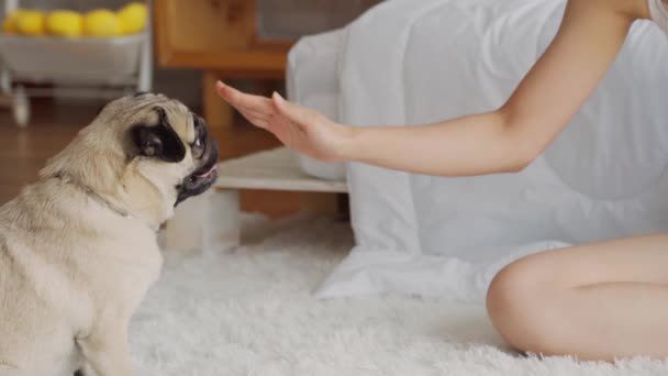 Anjing Pug Lucu Memberikan Cakar Lima Pemilik Tinggi Dengan Perasaan — Stok Video