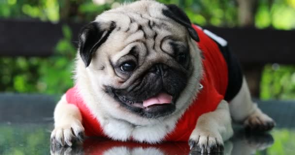 Feliz Perro Pug Crianza Sonrisa Con Divertido Cara Verde Hierba — Vídeo de stock