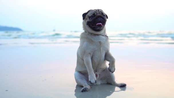 Szczęśliwy Pies Mops Rasy Siedzi Plaży Uczucie Tak Szczęście Zabawy — Wideo stockowe