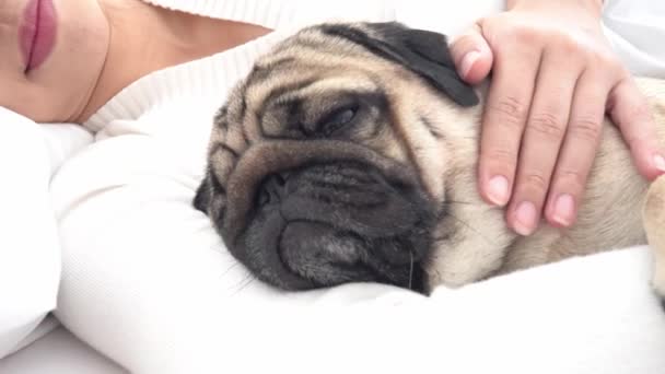 Sobaki Porody Mopsストック動画 ロイヤリティフリーsobaki Porody Mops動画 Depositphotos