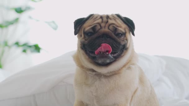 Lindo Perro Pug Crianza Acostado Manta Cama Blanca Sonrisa Dormitorio — Vídeos de Stock