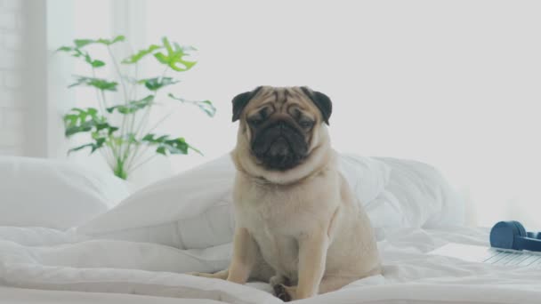 Lindo Perro Pug Crianza Acostado Manta Cama Blanca Sonrisa Dormitorio — Vídeos de Stock