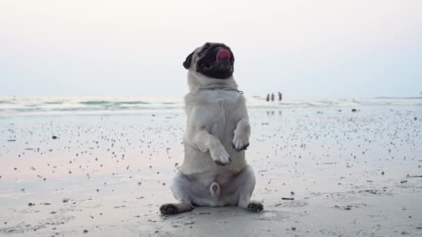 Felice Cane Carlino Razza Seduta Sulla Spiaggia Sensazione Così Felicità — Video Stock