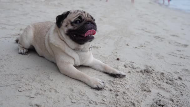 Raça Cão Pug Feliz Deitado Praia Sentindo Tão Felicidade Diversão — Vídeo de Stock