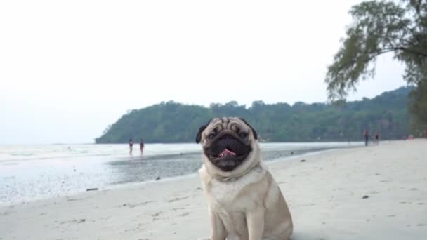 Raça Cão Pug Feliz Correndo Praia Sentindo Tão Felicidade Diversão — Vídeo de Stock