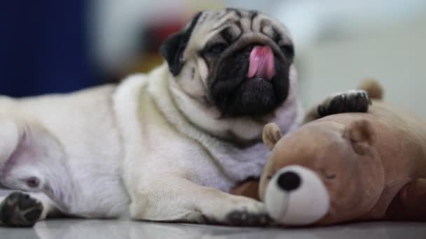 Perro Pug Crianza Lamiendo Nariz Acostado Con Muñeca Sensación Así — Vídeos de Stock