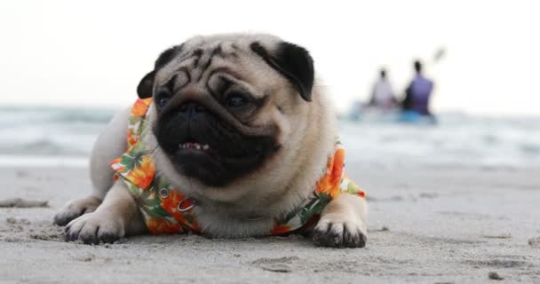 Ευτυχισμένο Σκυλί Pug Φυλή Φορώντας Aloha Πουκάμισα Κάθεται Στην Παραλία — Αρχείο Βίντεο