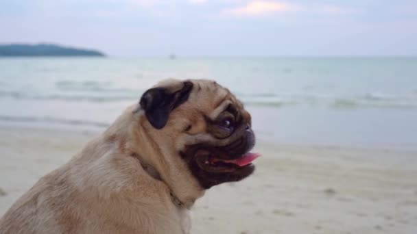 Raça Cão Pug Feliz Sentado Praia Sentindo Tão Felicidade Diversão — Vídeo de Stock