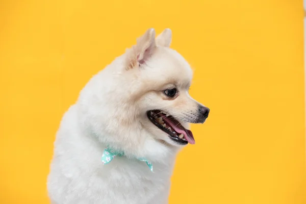 Cão Feliz Branco Raça Pomerana Sorriso Fundo Amarelo Pronto Para — Fotografia de Stock