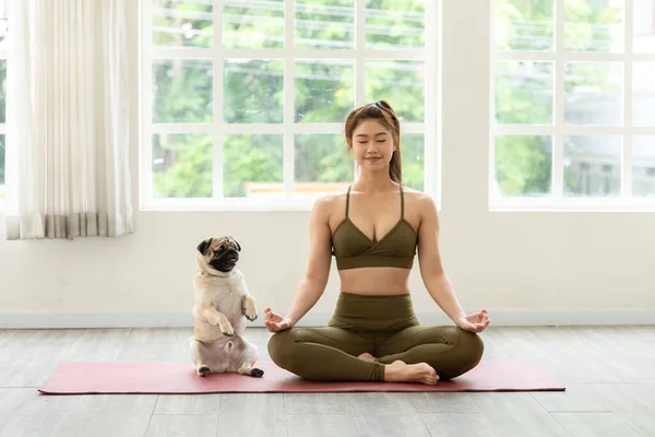 Wanita Asia Yang Cantik Berlatih Yoga Teratai Berpose Dengan Anjing — Stok Foto