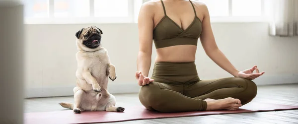 Banner of woman practice yoga lotus pose with dog pug breed enjoy and relax with yoga in living room at home,Recreation Exercise with Dog at home Concept