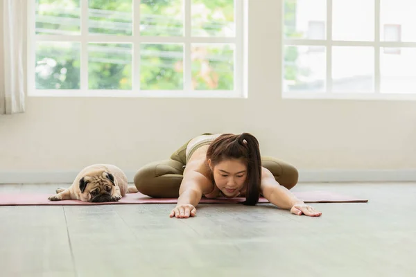 Азиатская Молодая Женщина Практиковать Йогу Собакой Породы Мопса Наслаждаться Расслабиться — стоковое фото
