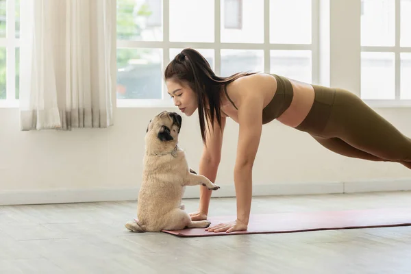Атлетическая Азиатка Практикует Йогу Планк Позе Медитации Поцелуи Собака Мопса — стоковое фото