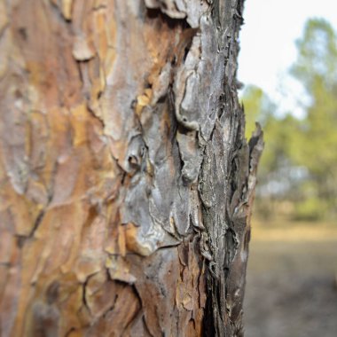 Ormandaki bir ağacın kabuğu. 