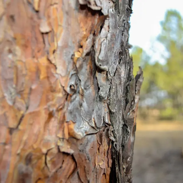 Ormandaki bir ağacın kabuğu. 