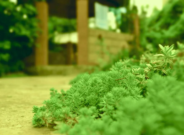 Güzel doğa. Ufuk manzaralı. Bitki ve deniz