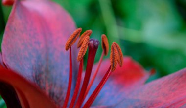 Güzel doğa. Ufuk manzaralı. Bitki ve deniz