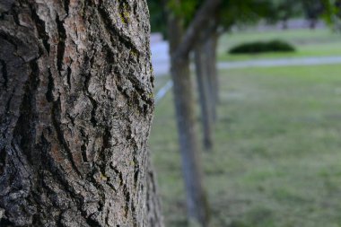 Güzel doğa. Ufuk manzaralı. Bitki ve deniz