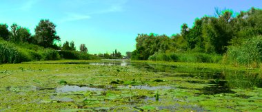 Güzel doğa. Ufuk manzaralı. Bitki ve deniz